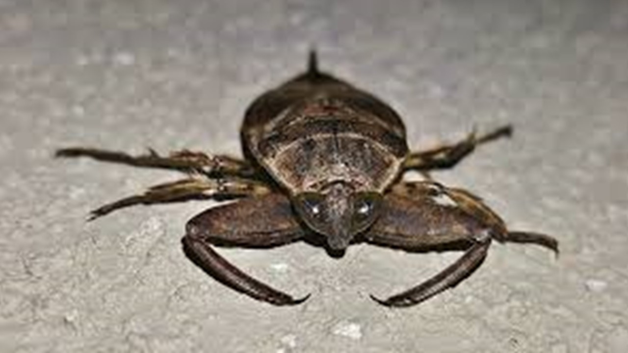 Russian trouble by insect - Nice Concept