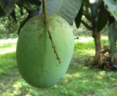 mango export in lundan