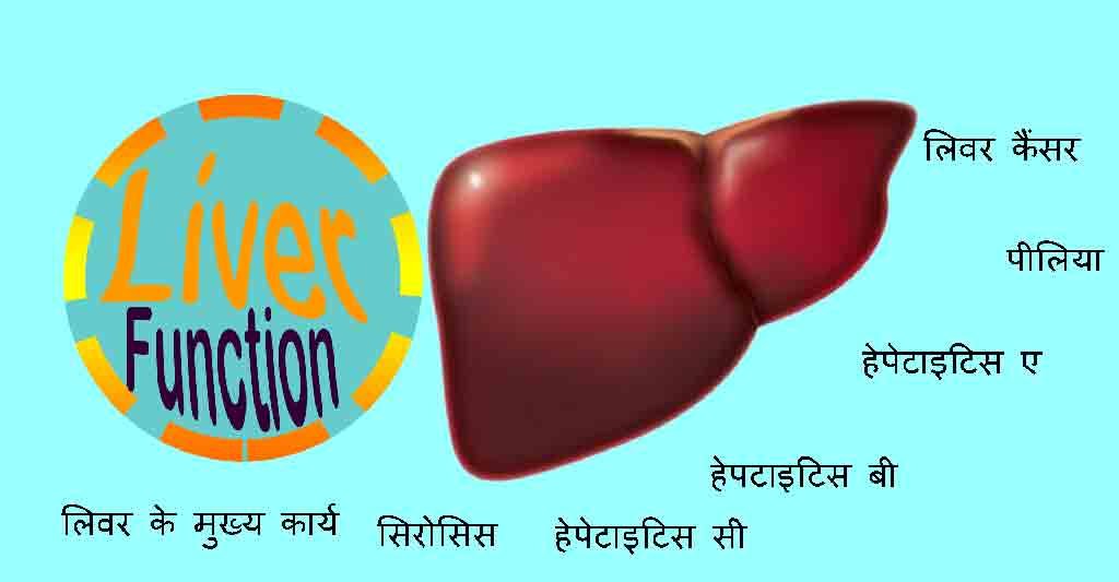 This image represent to liver function