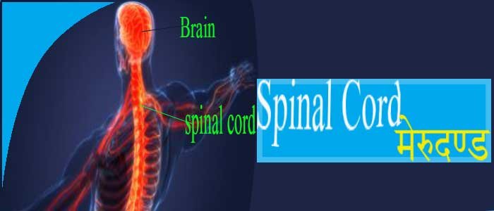 This image represent to spinal Cord