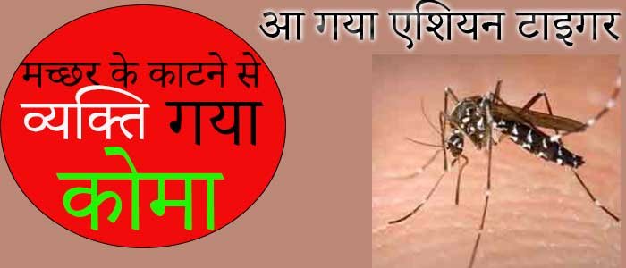 This image represent to Asian tiger mosquitoes
