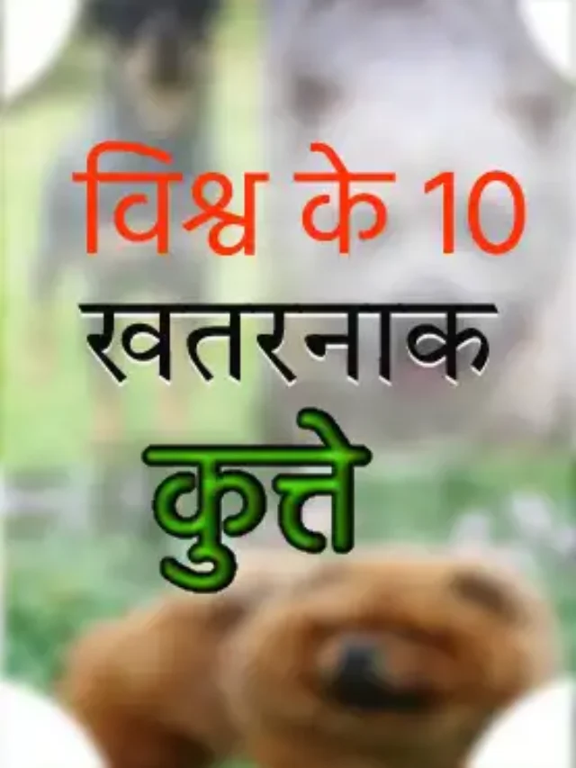 This image represent to Top ten dog