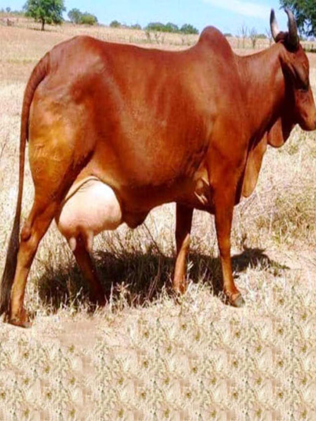 This image represent to Red sindhi cow