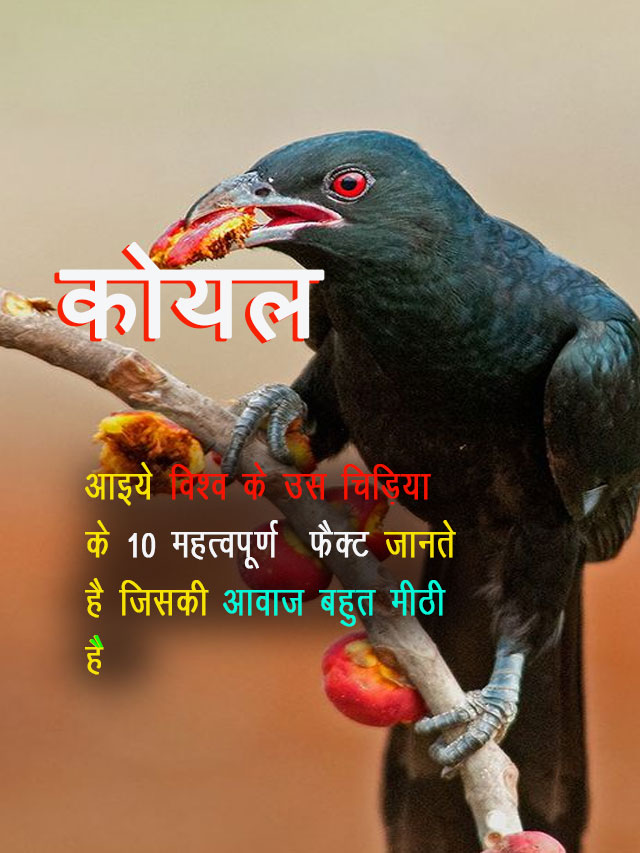 This image define about the Koel